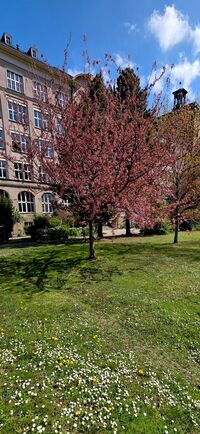 Schulgelände Frühling Schulgelände Frühling